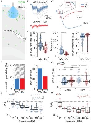 The short-term plasticity of VIP interneurons in motor cortex